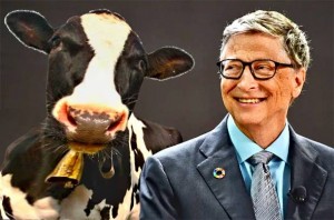 Bill Gates želi stvoriti genetski modificiranu Superkravu u nadi da će proizvoditi četiri puta više genetski modificiranog mlijeka