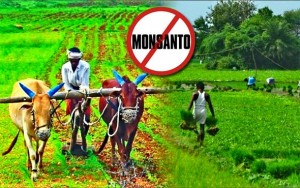 Indija ‘kraljevski’ zabranila GMO sjeme i poručila: Tvrtka Monsanto može ‘slobodno otići’ u bilo kojem trenutku