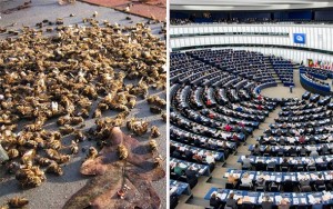 ŠOK U VRHU MONSANTA: EU zabranjuje sporne pesticide koji masovno ubijaju pčele