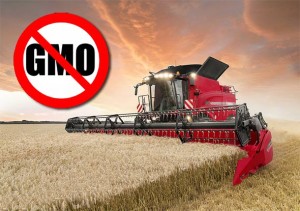 Japan Zabranio Prodaju Kanadske Pšenice Zbog Otkrića da je to GMO Pšenica Proizvedena od Strane Monsanta