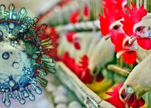 PLAN DEPOPUACIJE: Znanstvenici napravili novi ljudski inficirajući oblik smrtonosne ptičje gripe, tvrdeći da ‘znaju kako ona funkcionira’