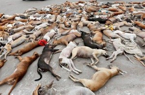 LAŽNE VIJESTI ZAPADNIH MEDIJA: Slika ubijenih pasa lutalica u Rusiji je zapravo snimljena u Pakistanu