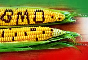 Iran započinje označavanje GMO hrane!