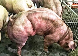 GMO svinje mutanti koje se uzgajaju u Kambodži teško su prepoznatljive, a mišići su im tako veliki da jedva mogu hodati