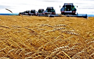 WALL STREET JOURNAL: Sad je i ruska pšenica prijetnja Americi, i ubija im poljoprivredu