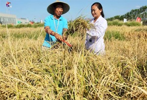 Kina je uspješno uzgojila rižu u slanoj vodi koja bi mogla hraniti još 80 milijuna ljudi