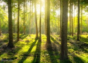 NOVO ISTRAŽIVANJE POKAZALO: Drevna japanska ljekovita tehnika Shinrin-yoku (šumsko kupanje) može napraviti čuda vašem krvnom tlaku