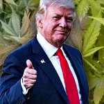 trump-marihuana Predsjednik Trump priprema zakon za legalizaciju marihuane u svih 50 američkih država