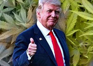 Predsjednik Trump priprema zakon za legalizaciju marihuane u svih 50 američkih država