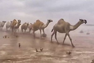 Pogledajte pustinju u Saudijskoj Arabiji kakvu još niste vidjeli (VIDEO)