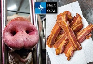 KADA SVINJE PREKINU RATOVANJE: U Norveškoj nastala panika nakon što je inozemni vojnik donio slaninu od kuće na vojne vježbe NATO saveza