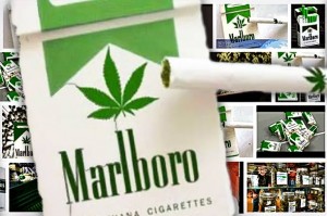 NE ŽELI BITI U ZADNJIM REDOVIMA: ‘Marlboro’ ulazi na tržište marihuane