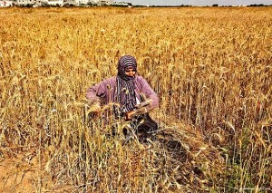 Izrael optužen za uništavanje palestinskih usjeva špricanjem pesticida uz granicu sa Gazom (VIDEO)