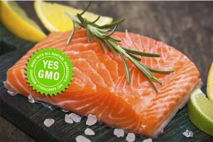 TAKO IM BOG POMOGAO: SAD odobrio uvoz genetski modificiranog lososa