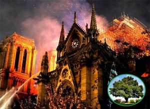 POZNATI ARHITEKT ŠOKIRAO OTKRIĆEM: Stari hrast od kojeg je napravljena katedrala Notre Dame – NE GORI NA TAJ NAČIN!