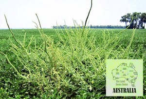 MONSANTO NA RUBU OČAJA: Australski poljoprivrednici uklanjaju ‘superkorov’ koji je otporan na herbicide koristeći prirodne ne-herbicidne metode