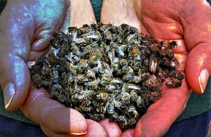 Francuska postaje prva zemlja u svijetu koja će zabraniti svih 5 pesticida koji ubijaju pčele