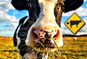 ZNANSTVENICI SPAŠAVAJU ČOVJEČANSTVO OD GLOBALNOG ZATOPLJENJA: Napravit će GMO-krave koje će manje prditi u atmosferu