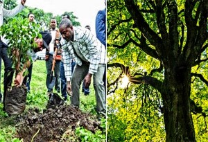 ZAPAD BI SE TREBAO POSRAMITI: U povijesnoj radnoj akciji Etiopija u 24 sata zasadila čak 350 milijuna sadnica stabala
