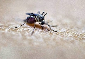 NOVI EKSPERIMENT AMERIČKE VLADE? Komarci na Floridi prenose smrtonosni virus koji razara mozak! Smrt nastupa već nakon samo 2 dana
