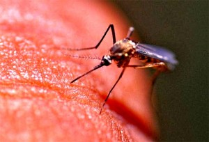 Evo razloga zašto ste vi magnet za komarace (plus nekoliko prirodnih načina da ih držite podalje od sebe)