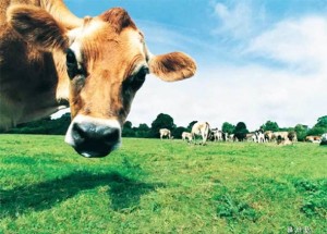 Zašto su liberali toliko zabrinuti za prdenje krava, ali ne i prdenje LJUDI? Ispada da klimatski aktivisti proizvode više plinova od seoskih krava